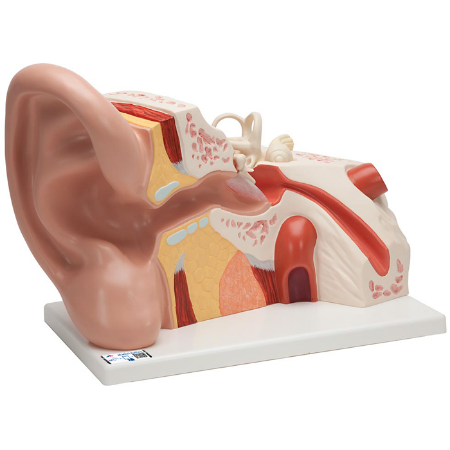 Picture of Jumbo 3 Part Ear