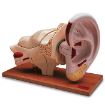 Picture of Giant 8 Part Ear