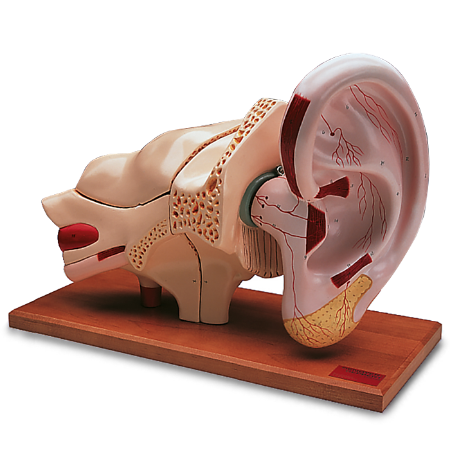 Picture of Giant 8 Part Ear