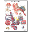 Picture of Human Ear Chart