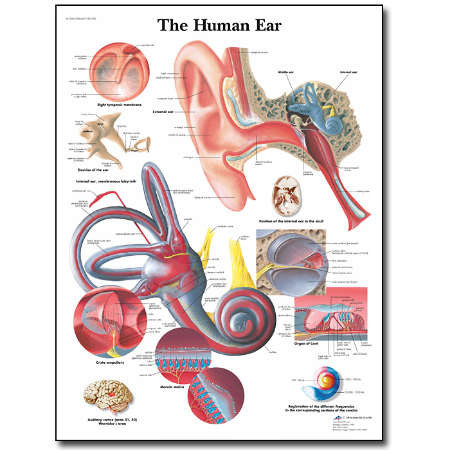 Picture of Human Ear Chart