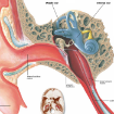 Picture of Human Ear Chart