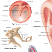 Picture of Human Ear Chart