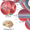 Picture of Human Ear Chart