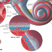 Picture of Human Ear Chart