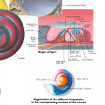 Picture of Human Ear Chart