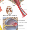 Picture of Human Ear Chart