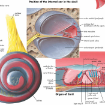 Picture of Human Ear Chart